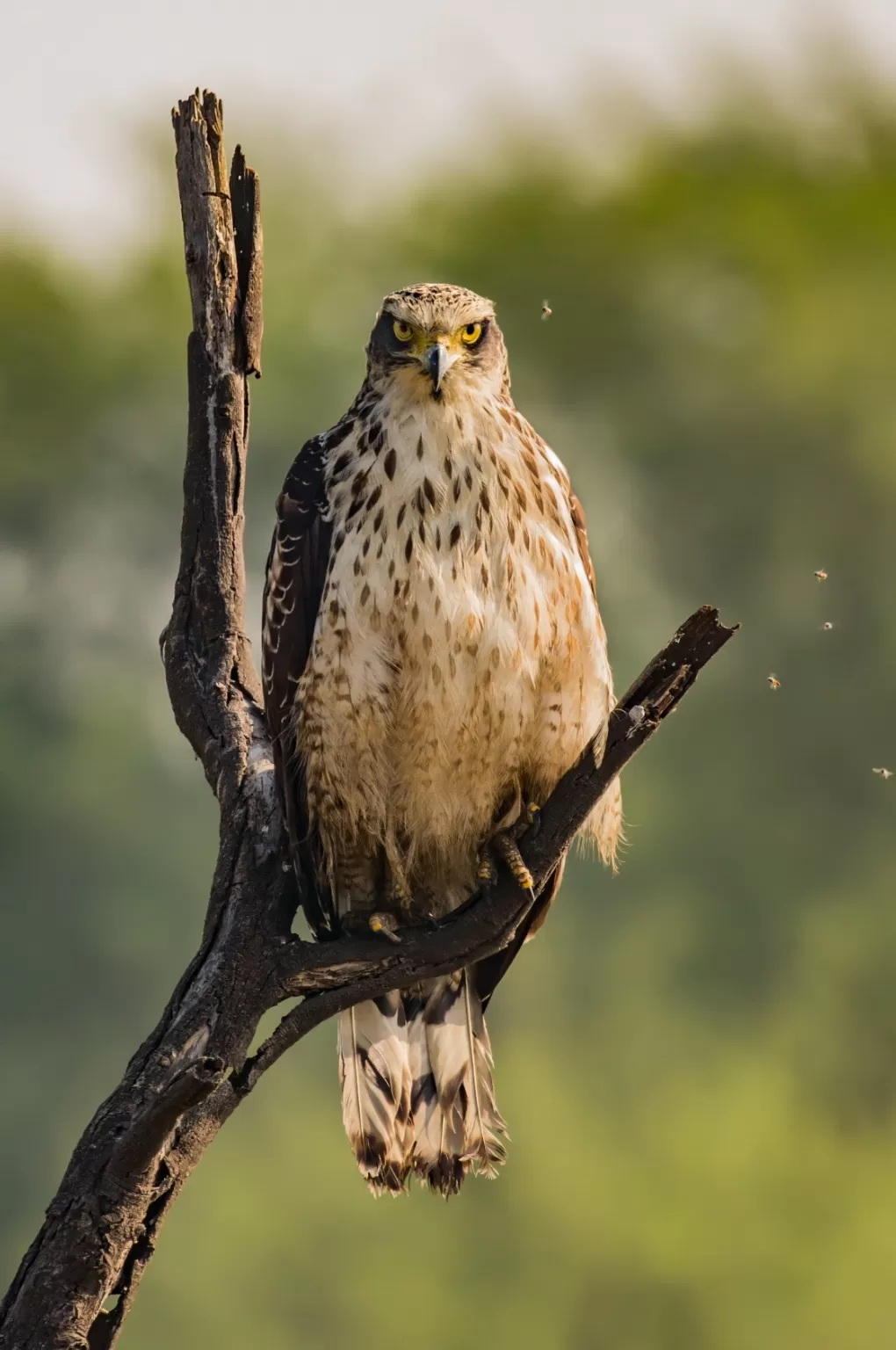 Photo of Bharatpur By Akash Kapoor