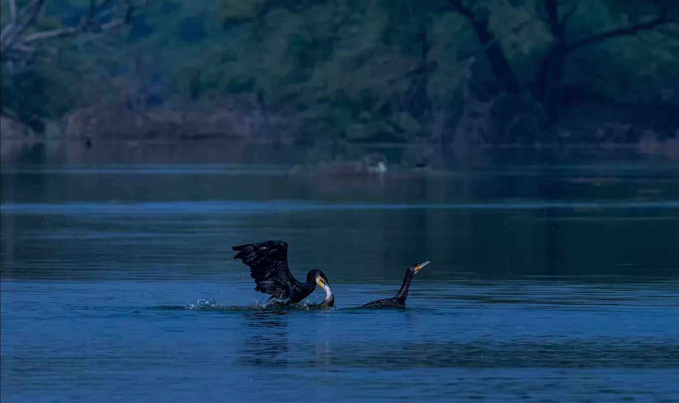 Photo of Bharatpur By Akash Kapoor