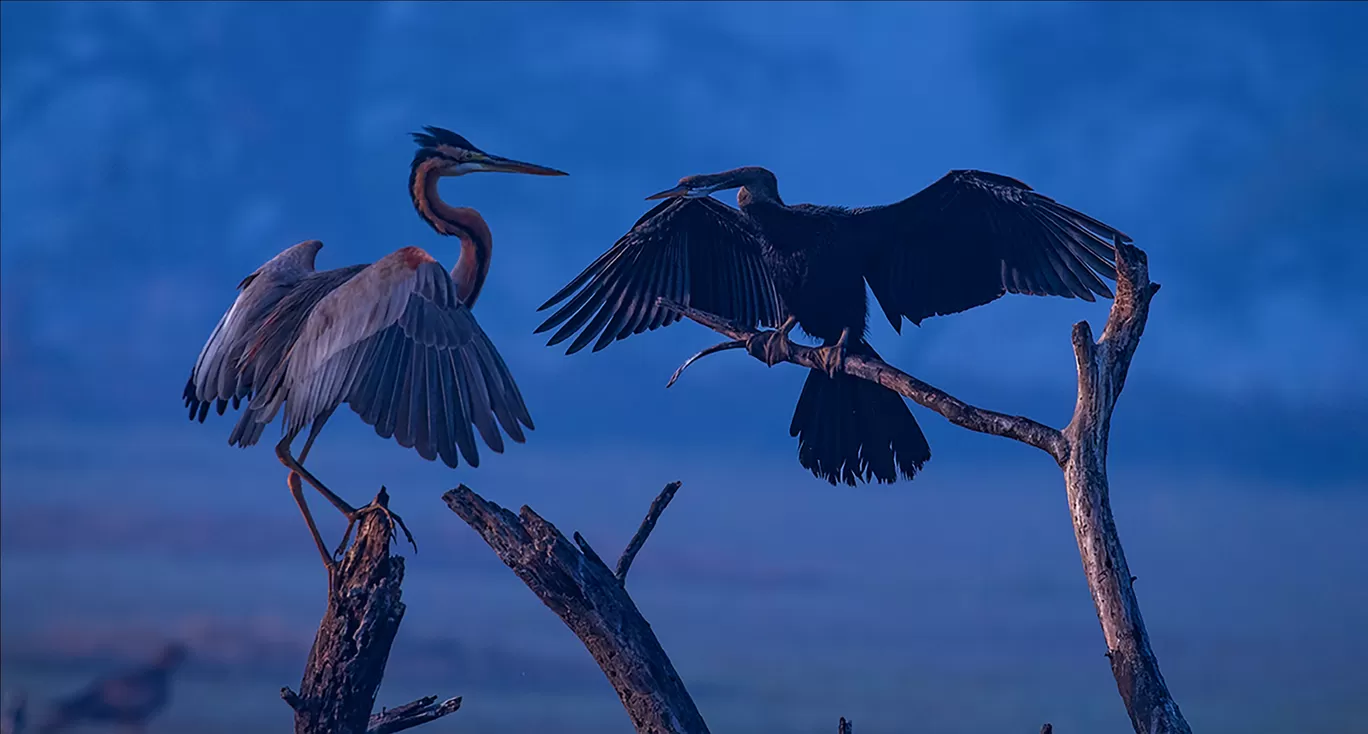 Photo of Bharatpur By Akash Kapoor