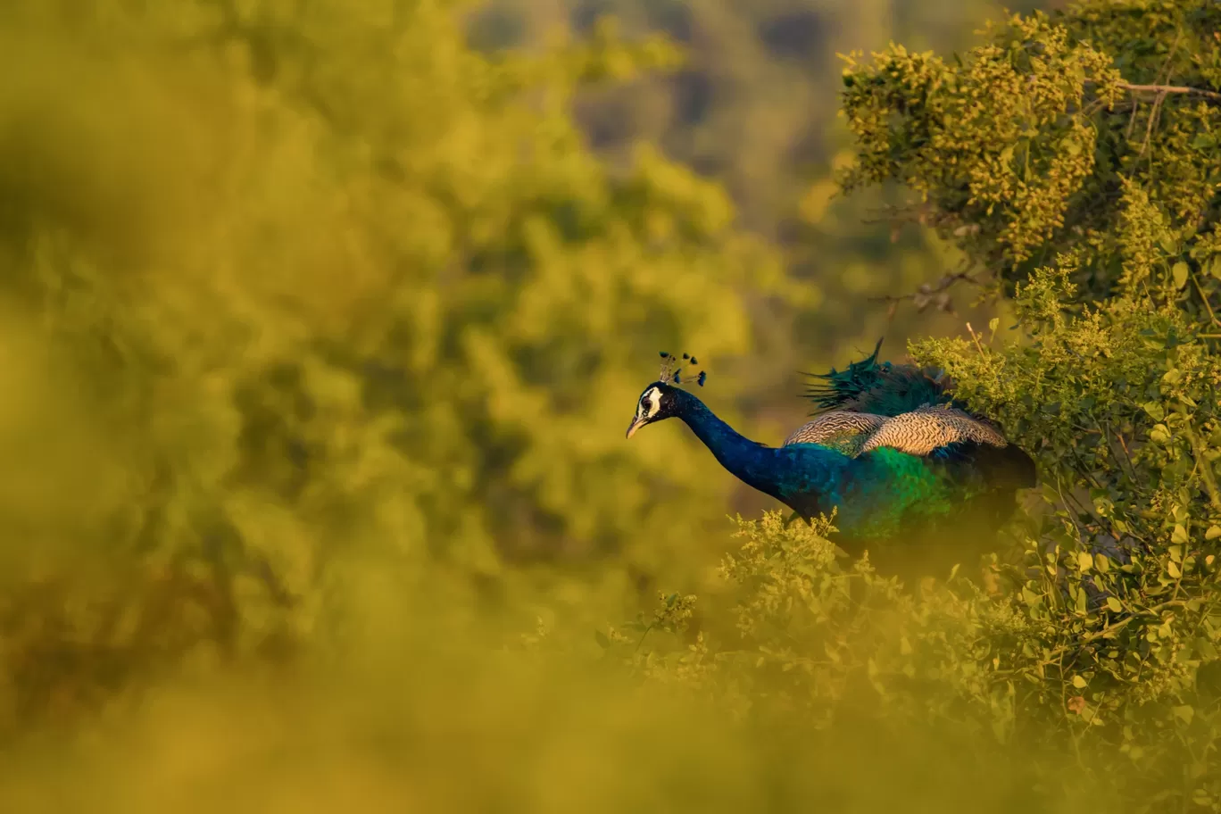 Photo of Bharatpur By Akash Kapoor