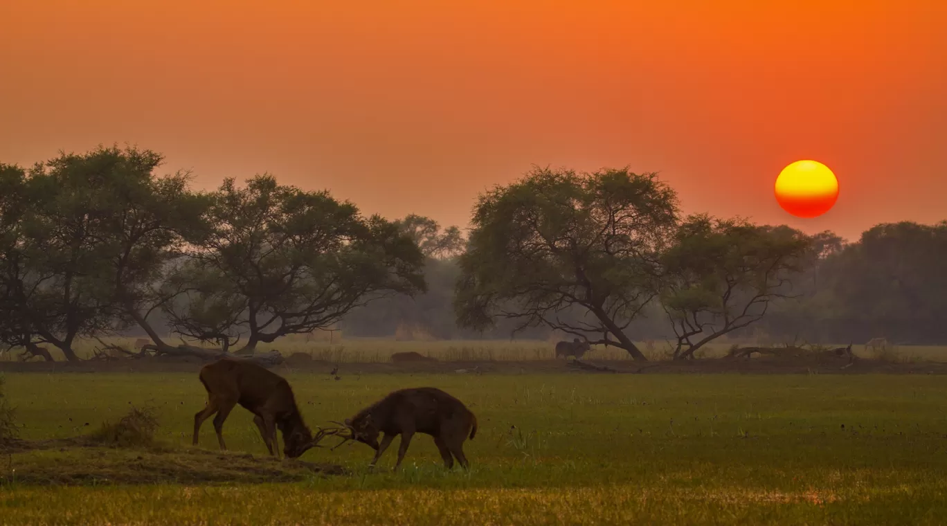 Photo of Bharatpur By Akash Kapoor