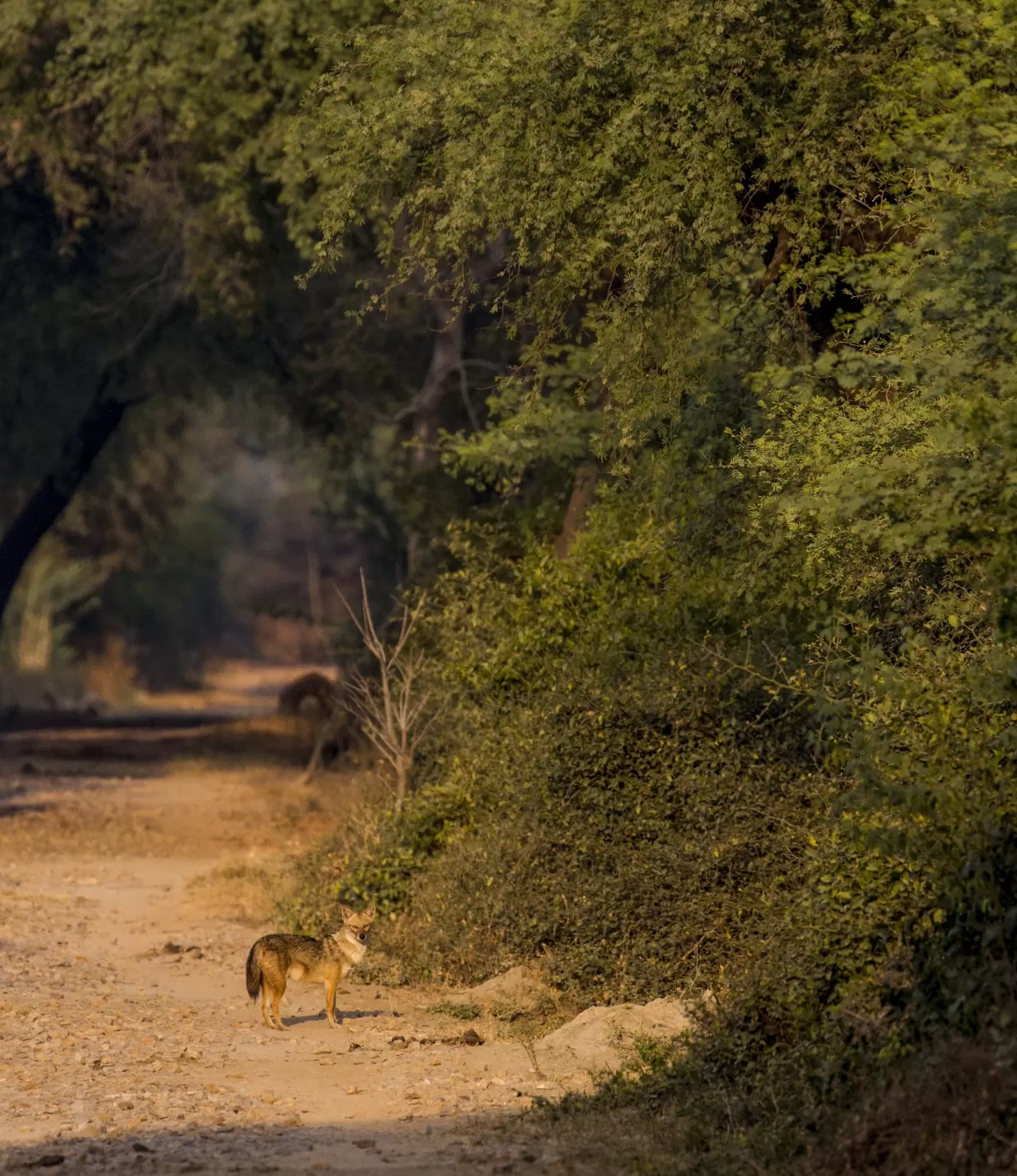 Photo of Bharatpur By Akash Kapoor