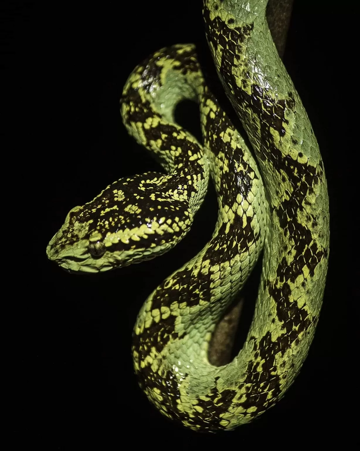 Photo of Amboli By Akash Kapoor