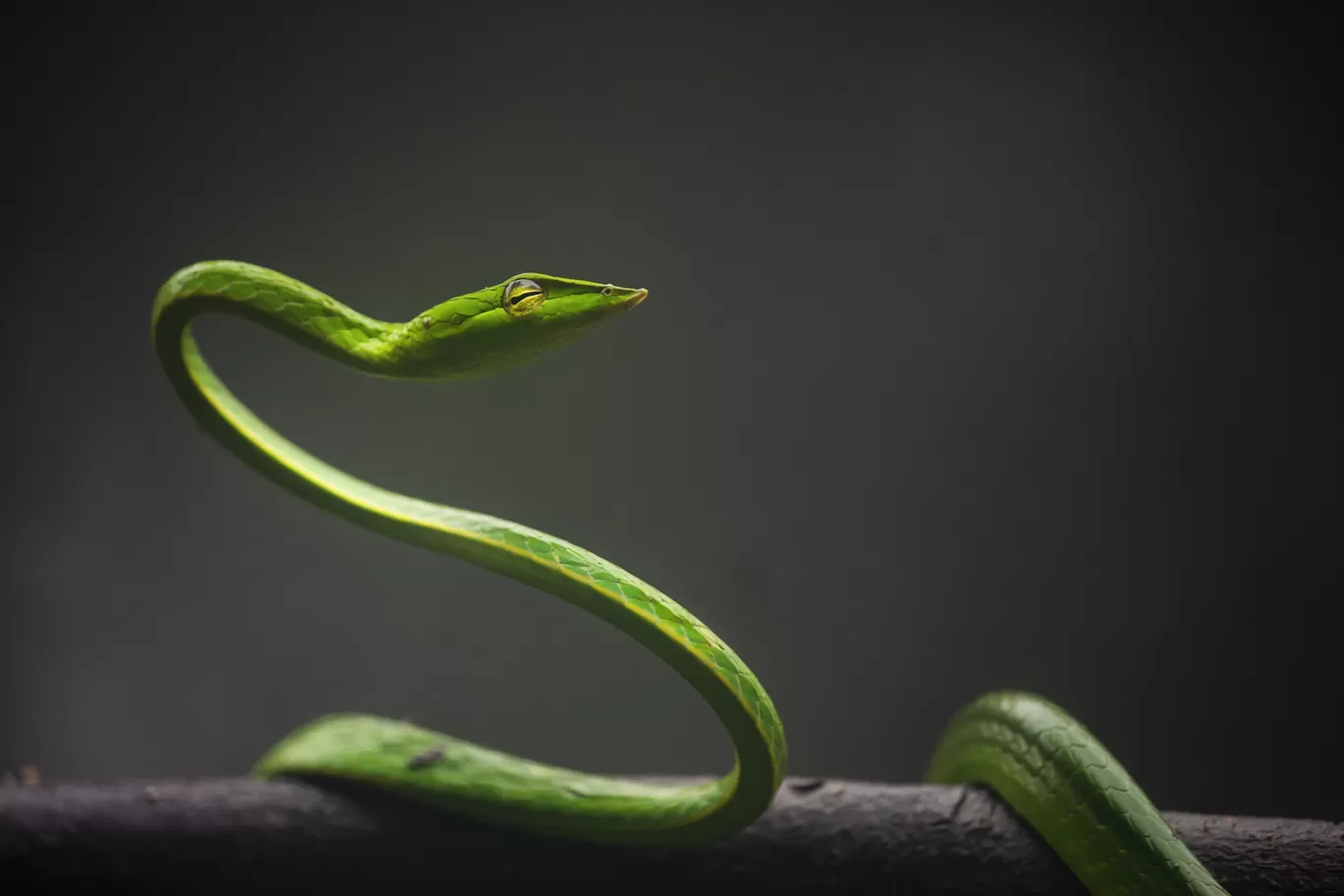 Photo of Amboli By Akash Kapoor