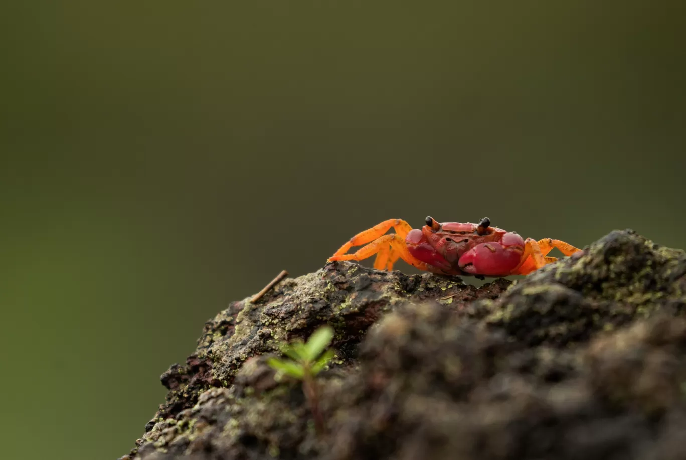 Photo of Amboli By Akash Kapoor