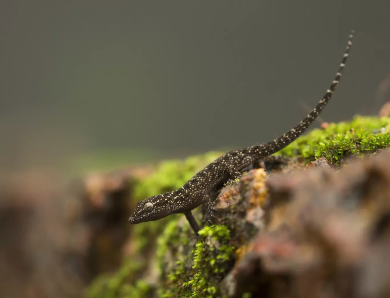 Photo of Amboli By Akash Kapoor