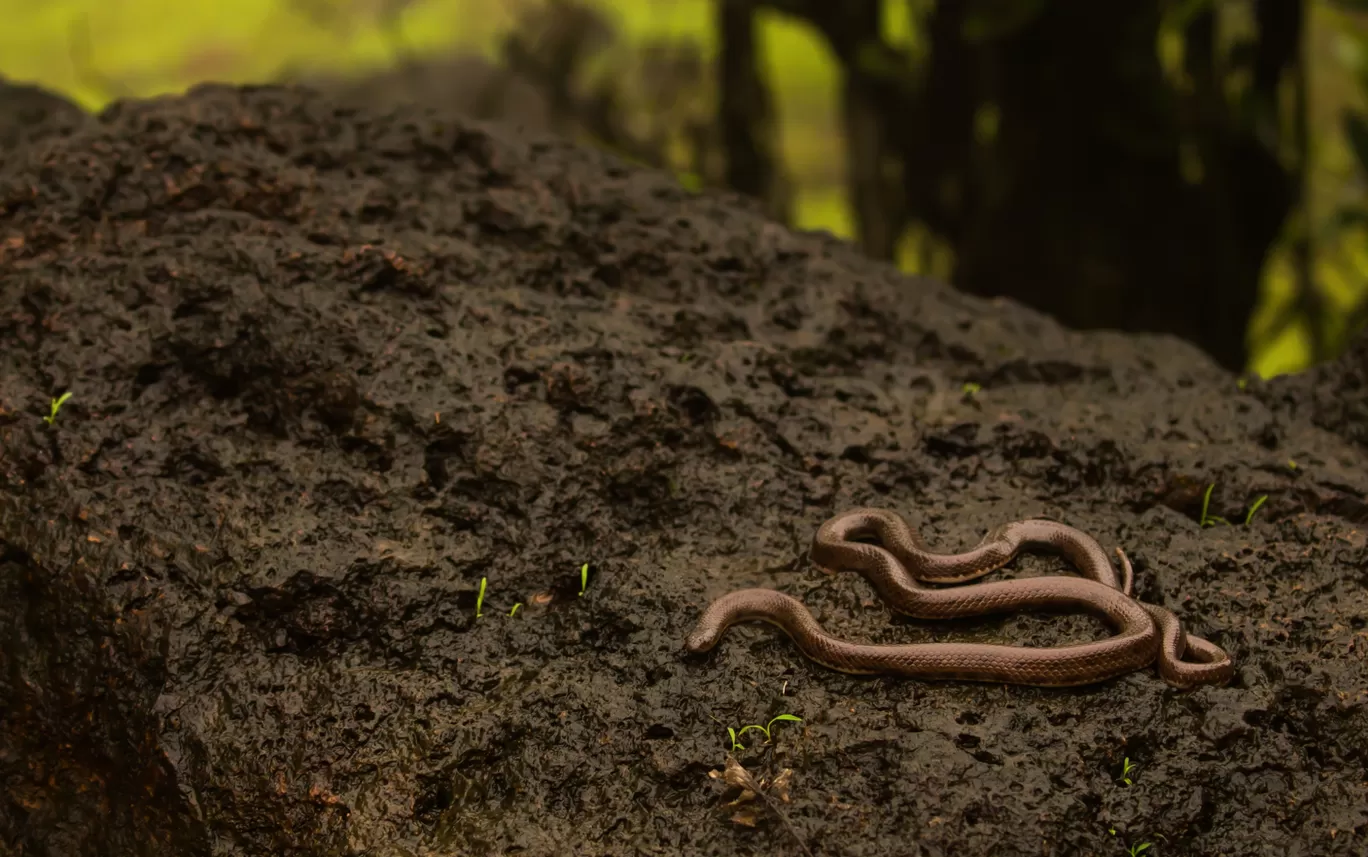 Photo of Amboli By Akash Kapoor
