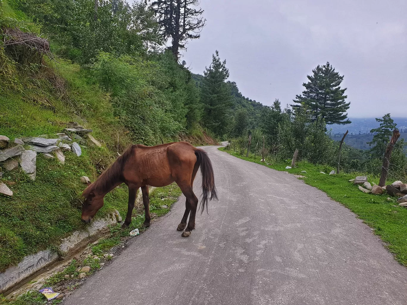 Photo of Rumsu Village By Prakriti Singh