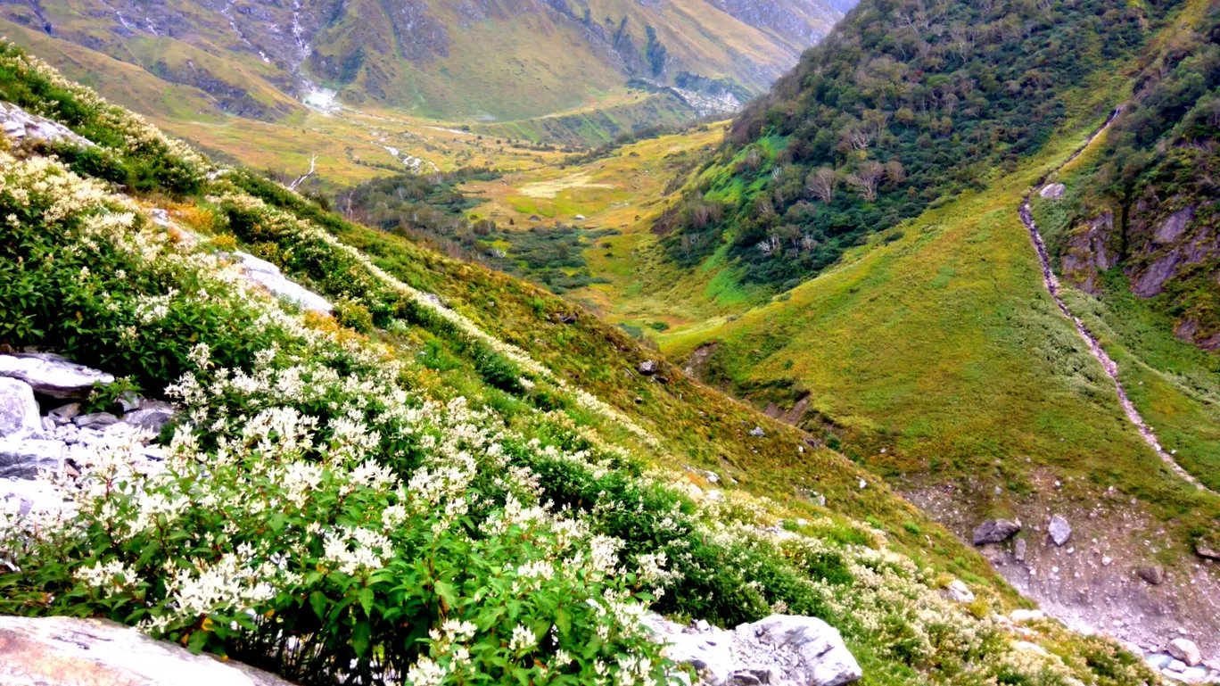 Photo of Valley of Flowers National Park By O Rahi Chal