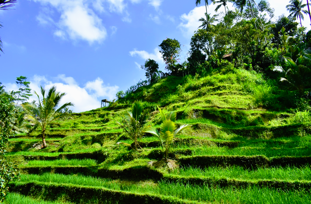 Photo of Tegallalang Rice Terrace By Penning Silly Thoughts