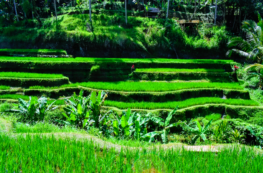 Photo of Tegallalang Rice Terrace By Penning Silly Thoughts