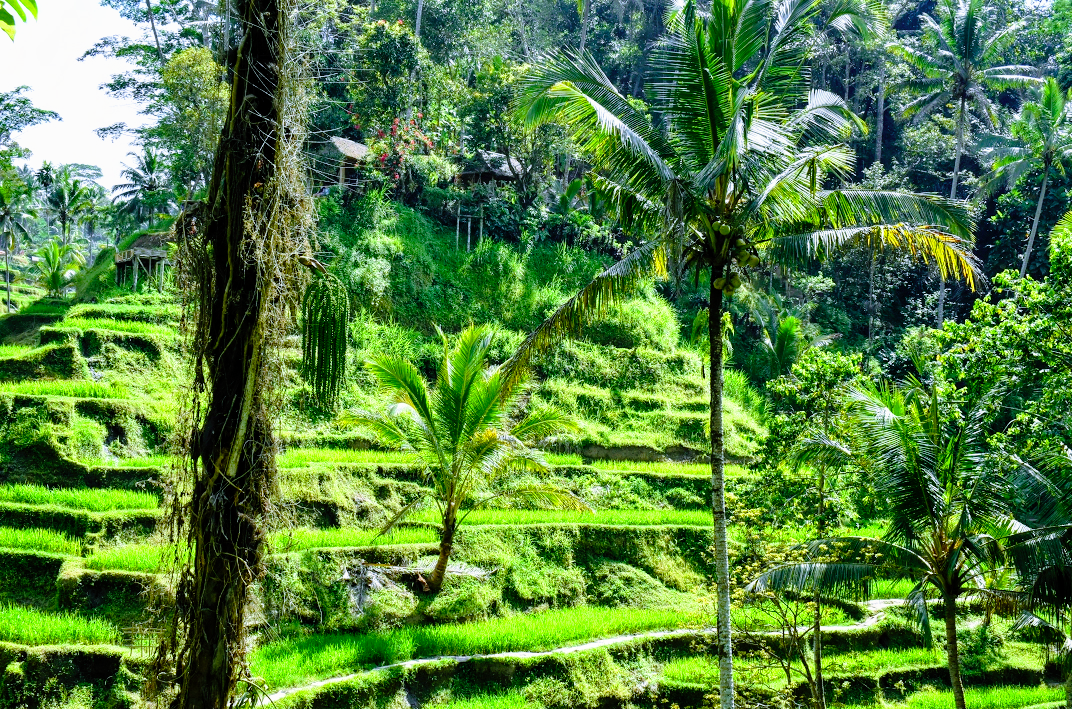 Photo of Tegallalang Rice Terrace By Penning Silly Thoughts