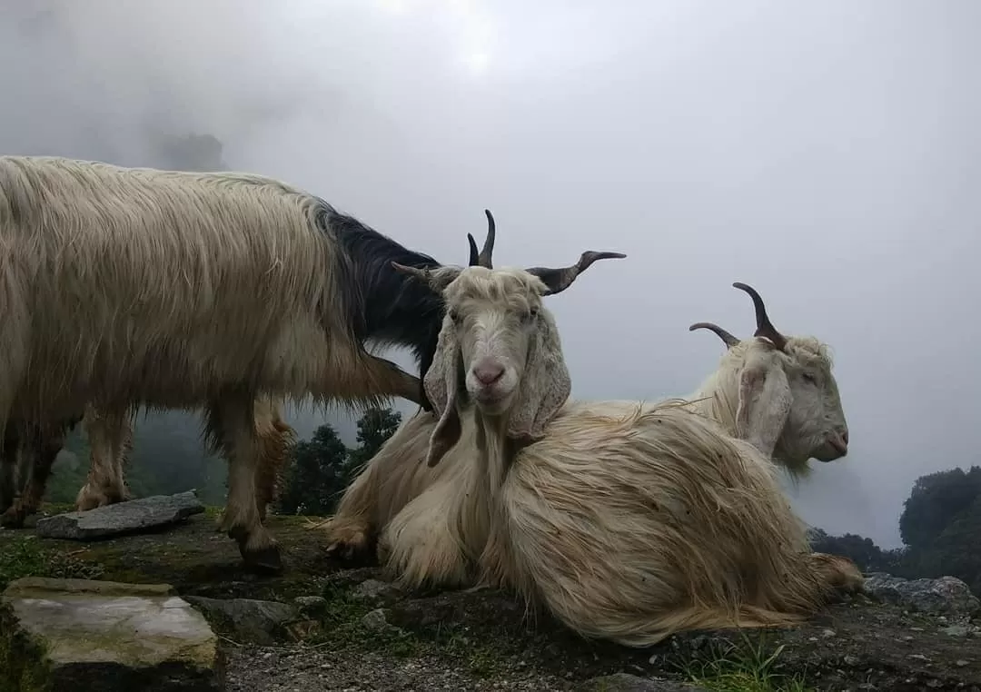 Photo of Chechian Khas By Sanjeev Kumar