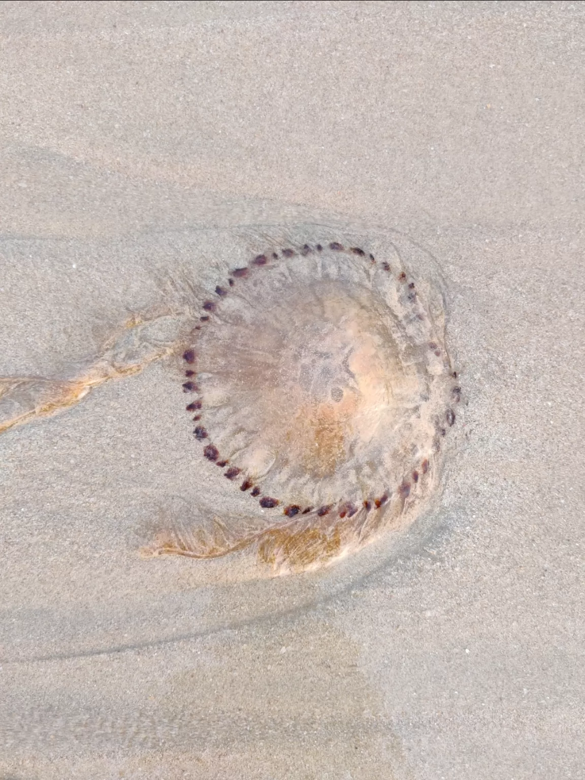 Photo of Vengurla Beach By Rushikesh Rajenimbalkar