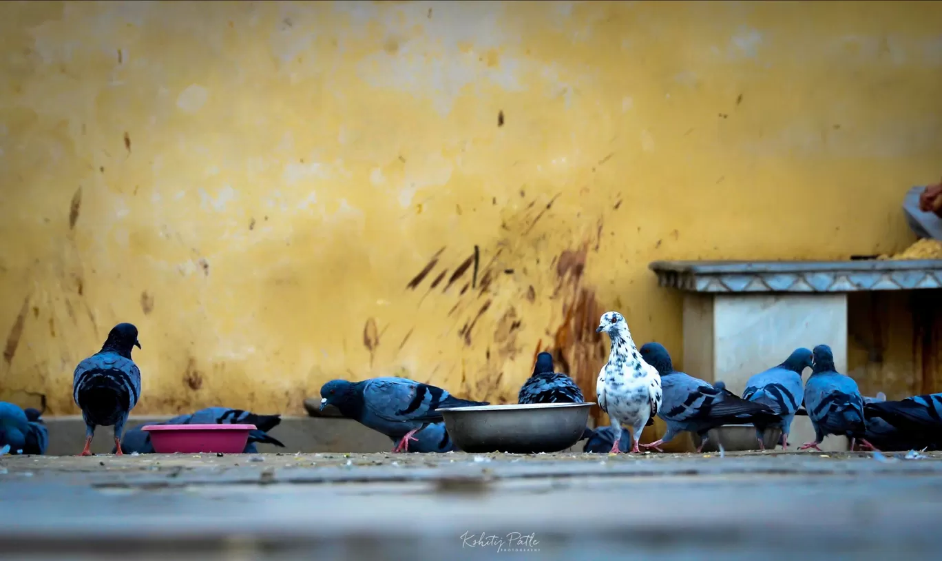 Photo of Udaipur By Kshitij Patle