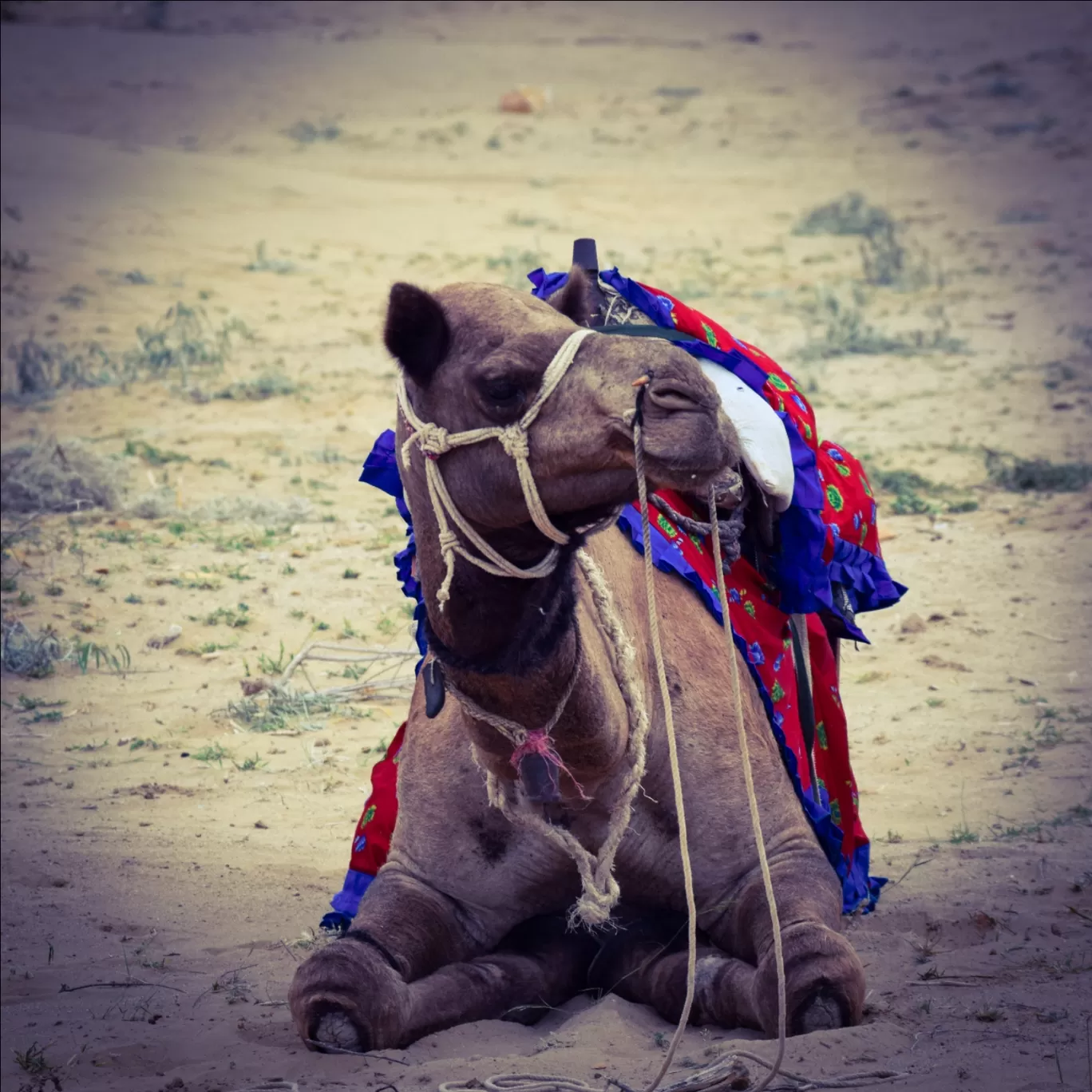 Photo of Rajasthan By MyCaravan