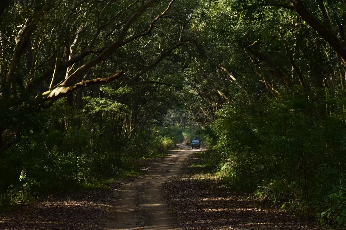 Photo of Jim Corbett National Park By khalid