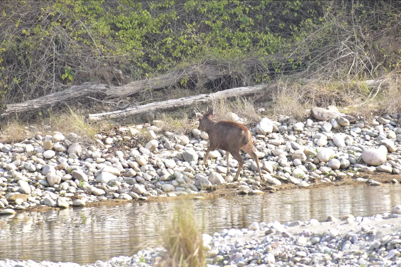 Photo of Jim Corbett National Park By khalid