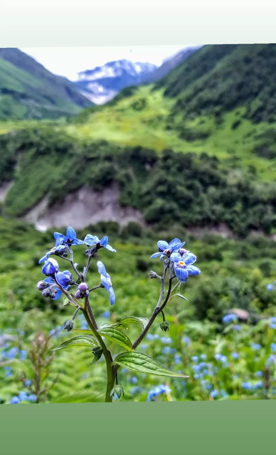 Photo of Valley of Flowers National Park By Nomad
