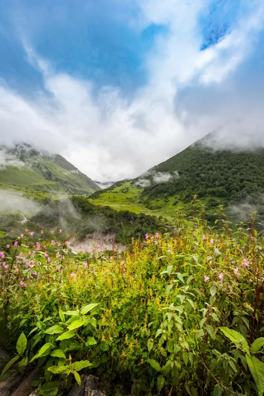 Photo of Valley of Flowers National Park By PRADEEP PATIL