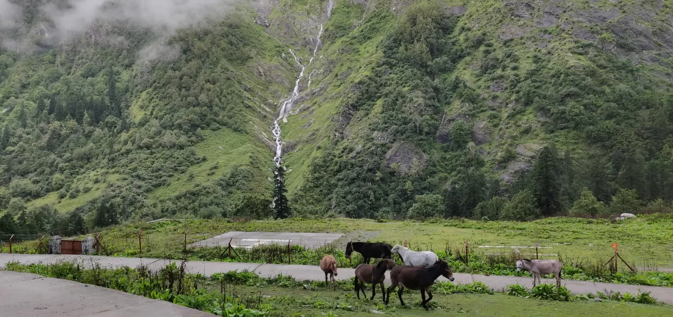 Photo of Valley of Flowers National Park By PRADEEP PATIL