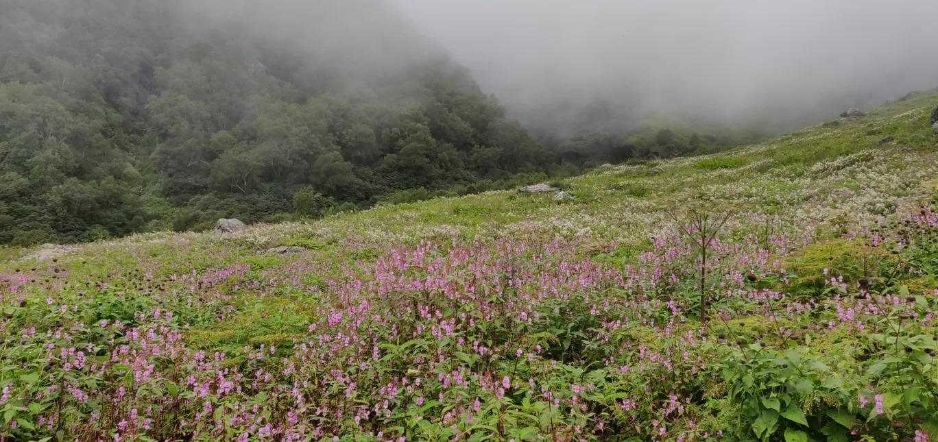 Photo of Valley of Flowers National Park By PRADEEP PATIL