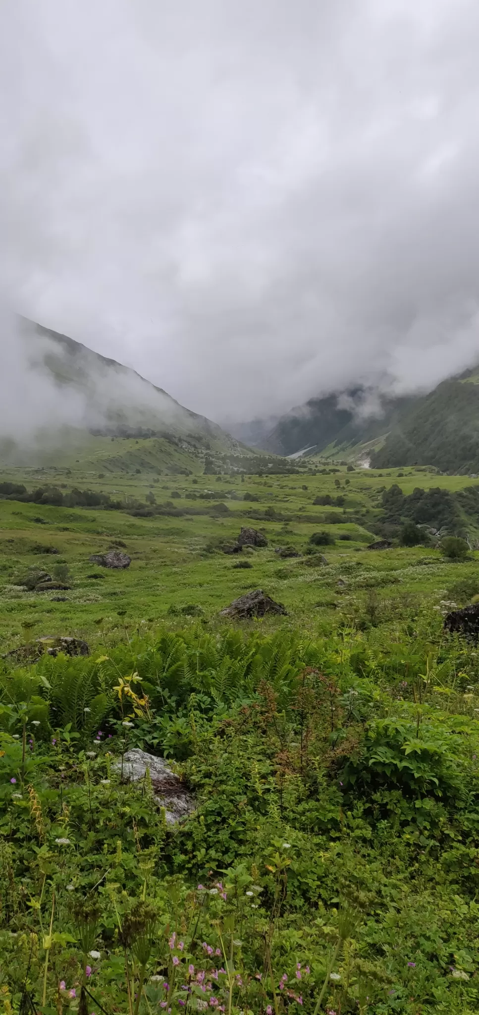 Photo of Valley of Flowers National Park By PRADEEP PATIL
