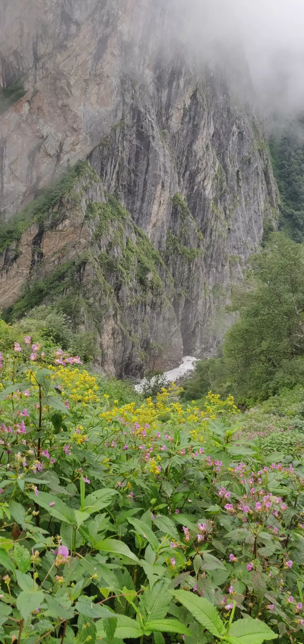 Photo of Valley of Flowers National Park By PRADEEP PATIL