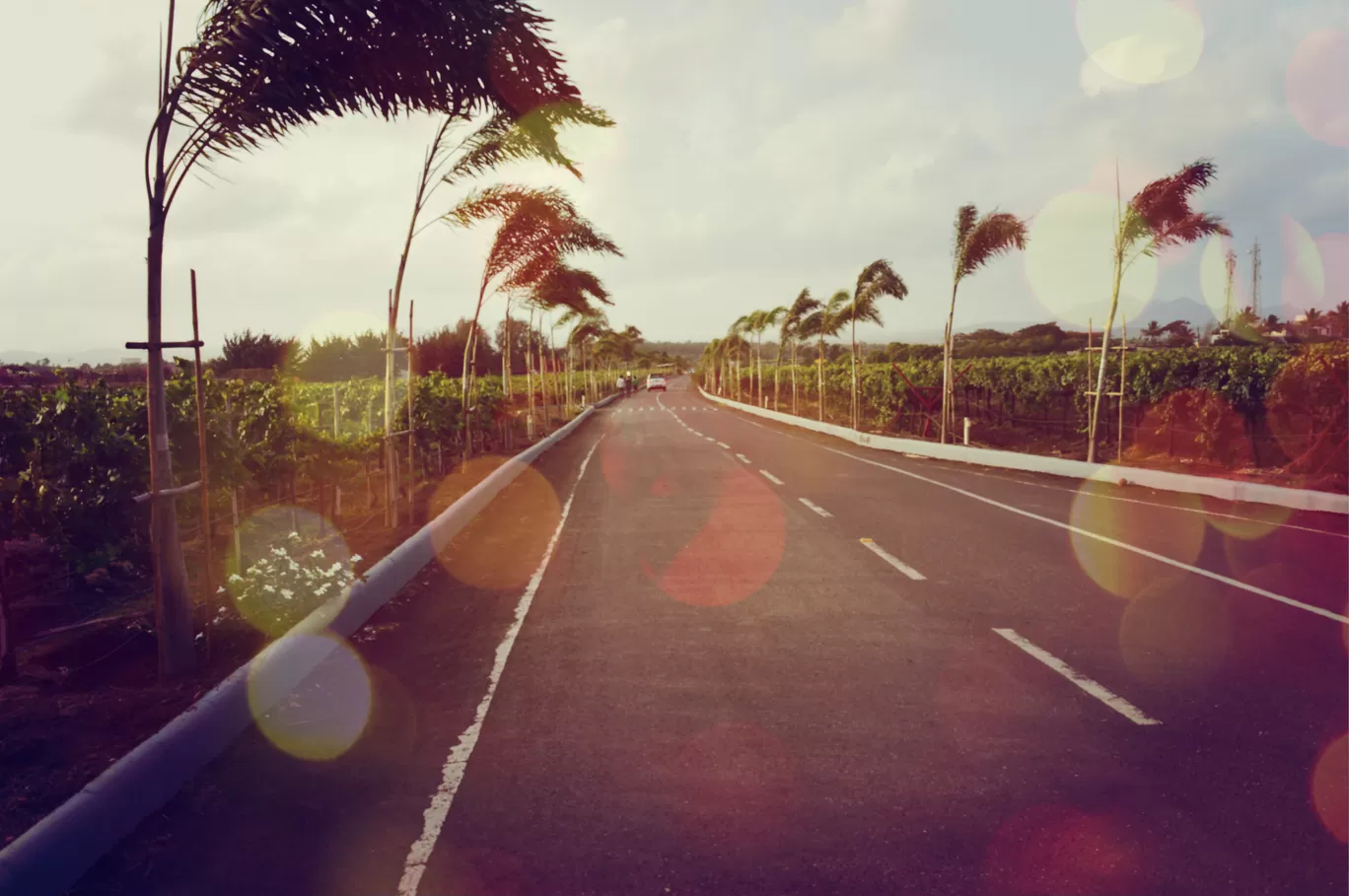 Photo of Sula Vineyards By Nikita Sah