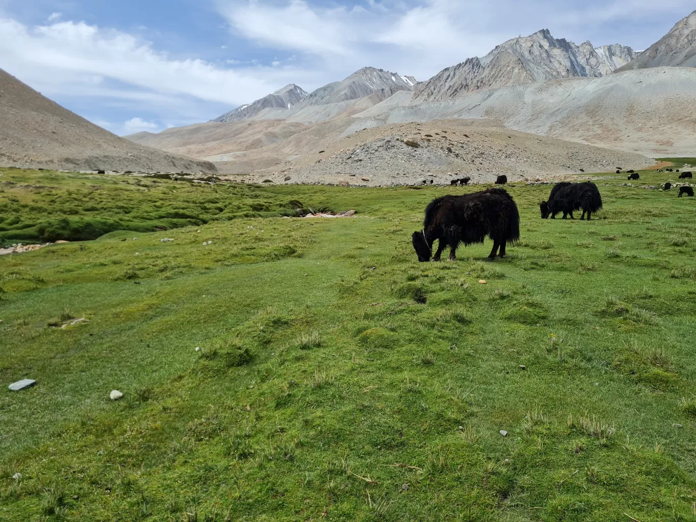 Photo of Pangong Tso By The Rooted Nomads (Ria Chaudhury)