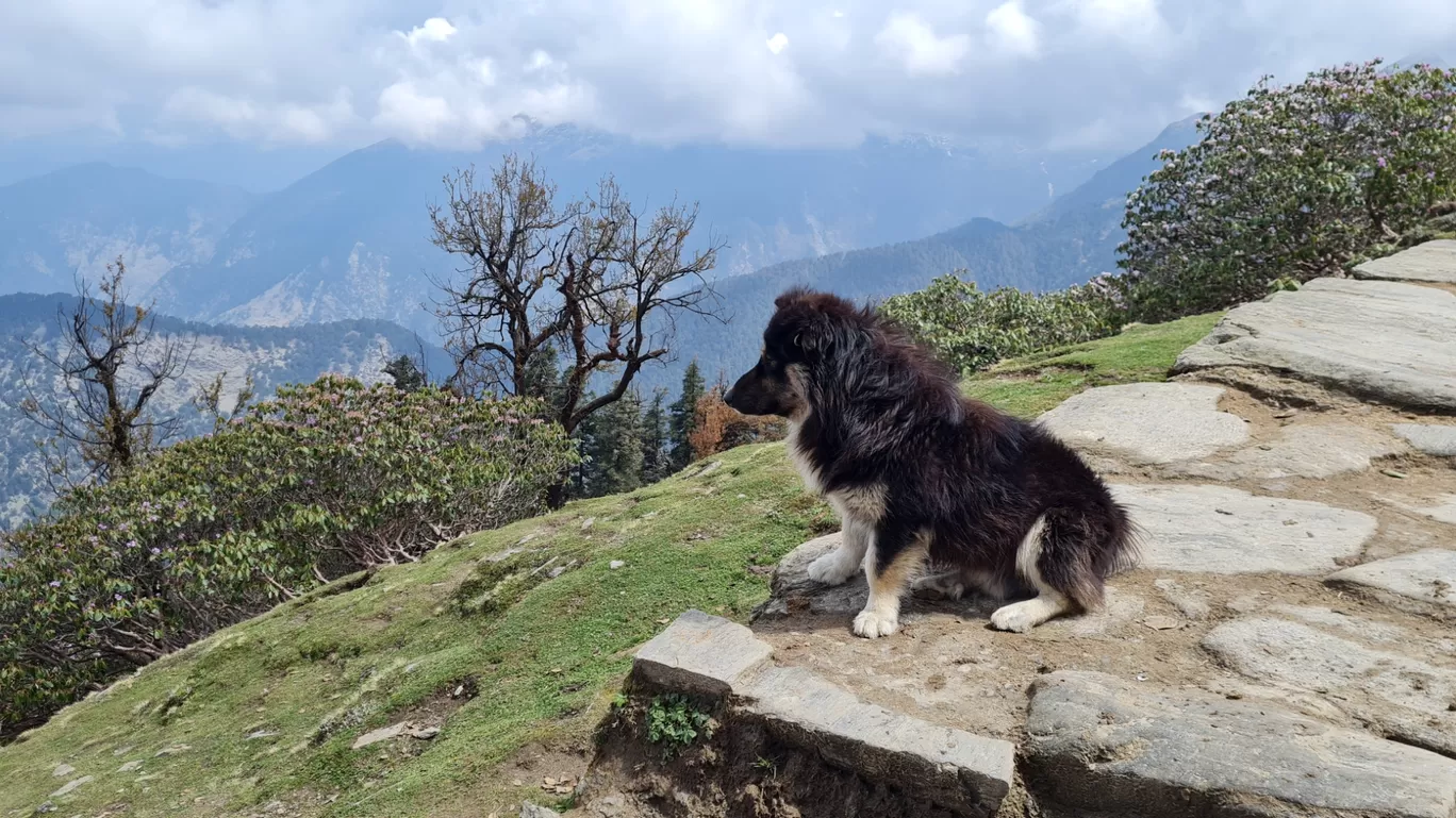 Photo of Chopta chandrashila Trek By The Rooted Nomads (Ria Chaudhury)