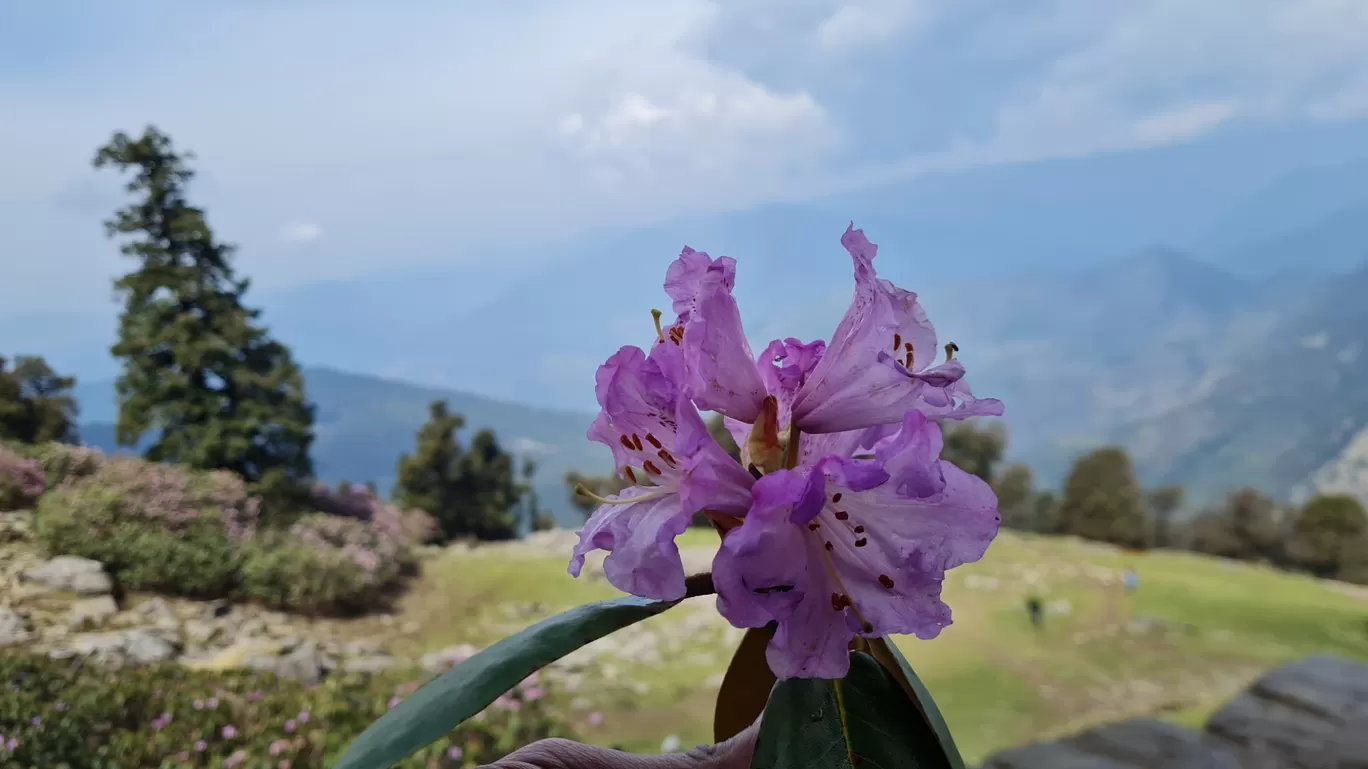 Photo of Chopta chandrashila Trek By The Rooted Nomads (Ria Chaudhury)