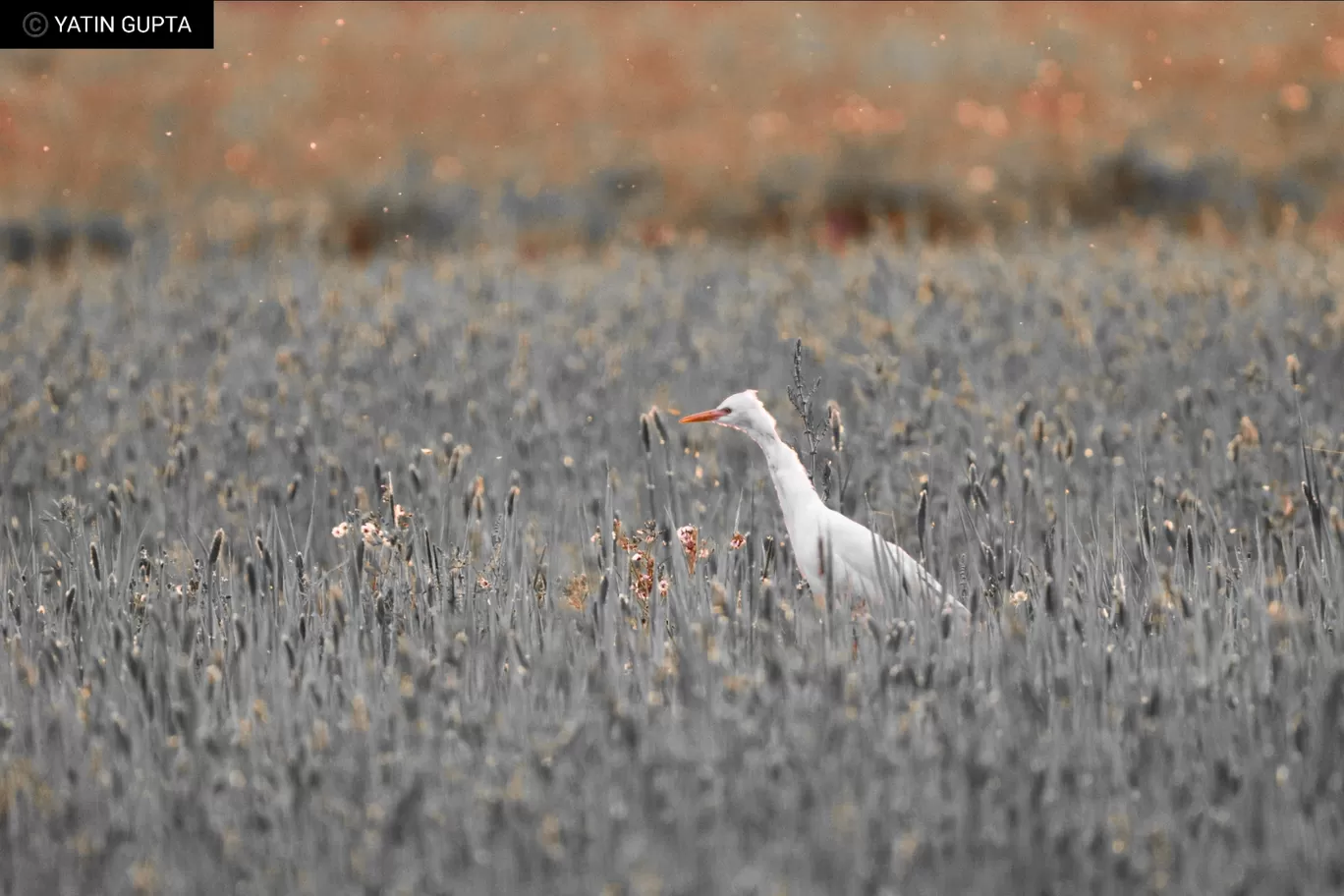 Photo of Jammu By Yatin Gupta