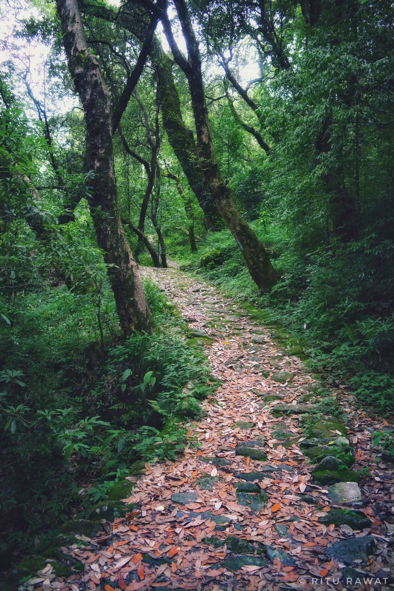 Photo of Chamoli By Ritu Rawat