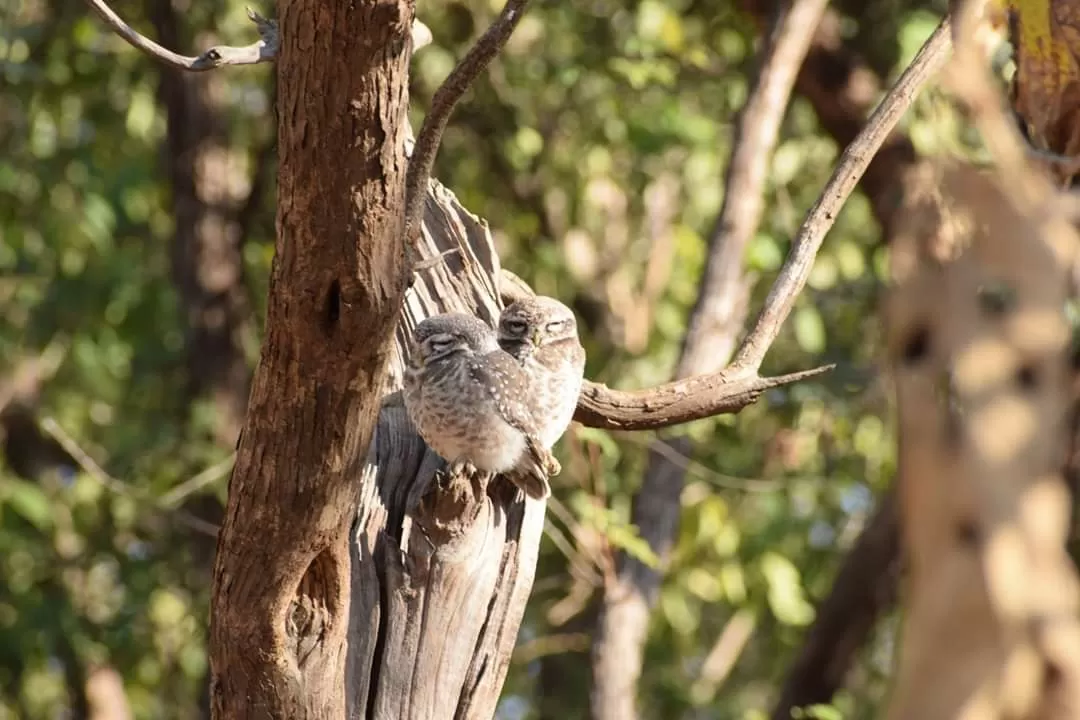 Photo of Gir National Park By 5hutter.up