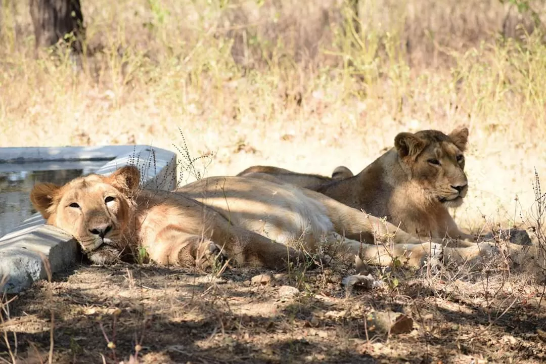 Photo of Gir National Park By 5hutter.up