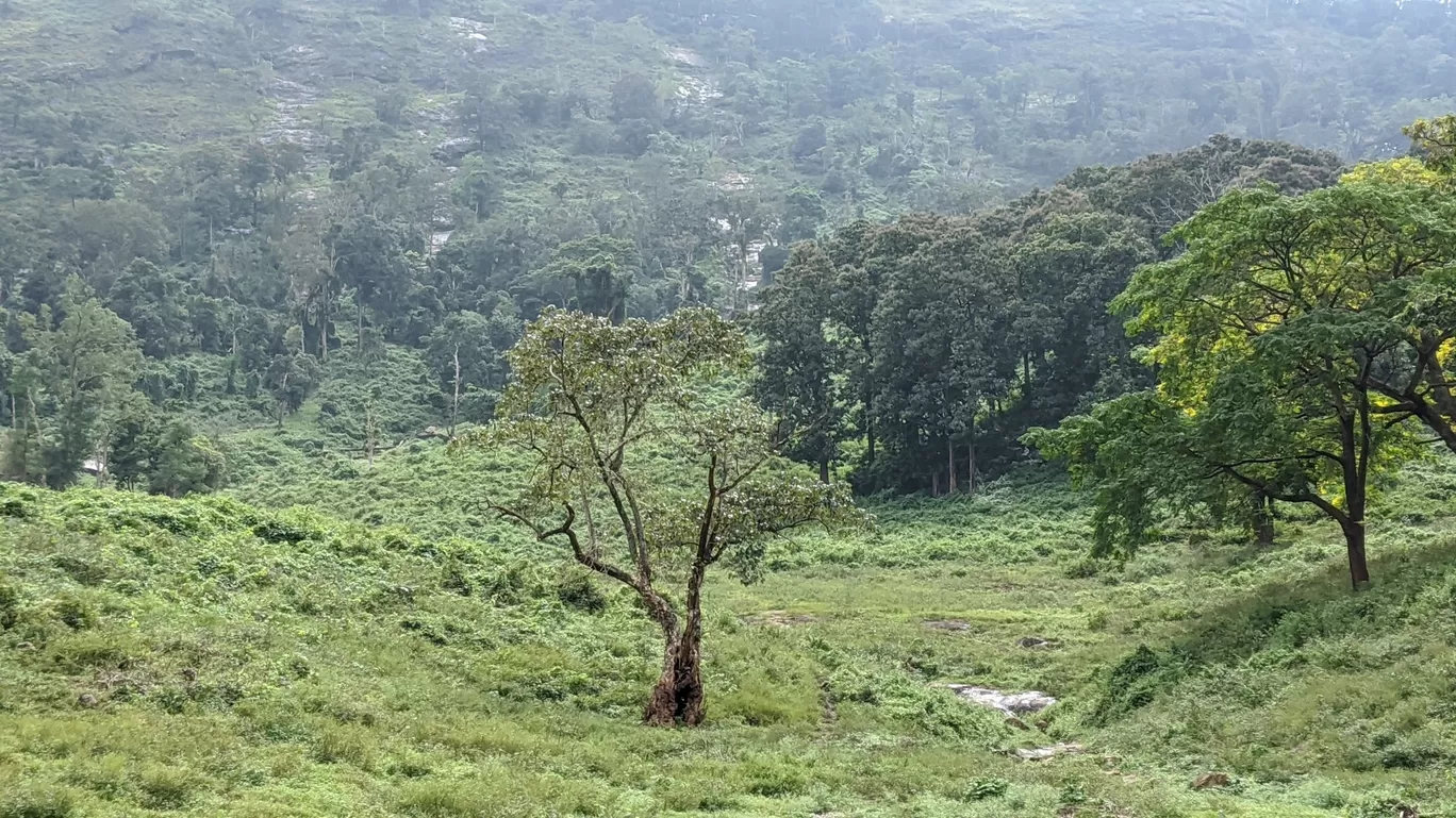 Photo of Parambikulam Tiger Reserve Private Tourism By Shathrugan K