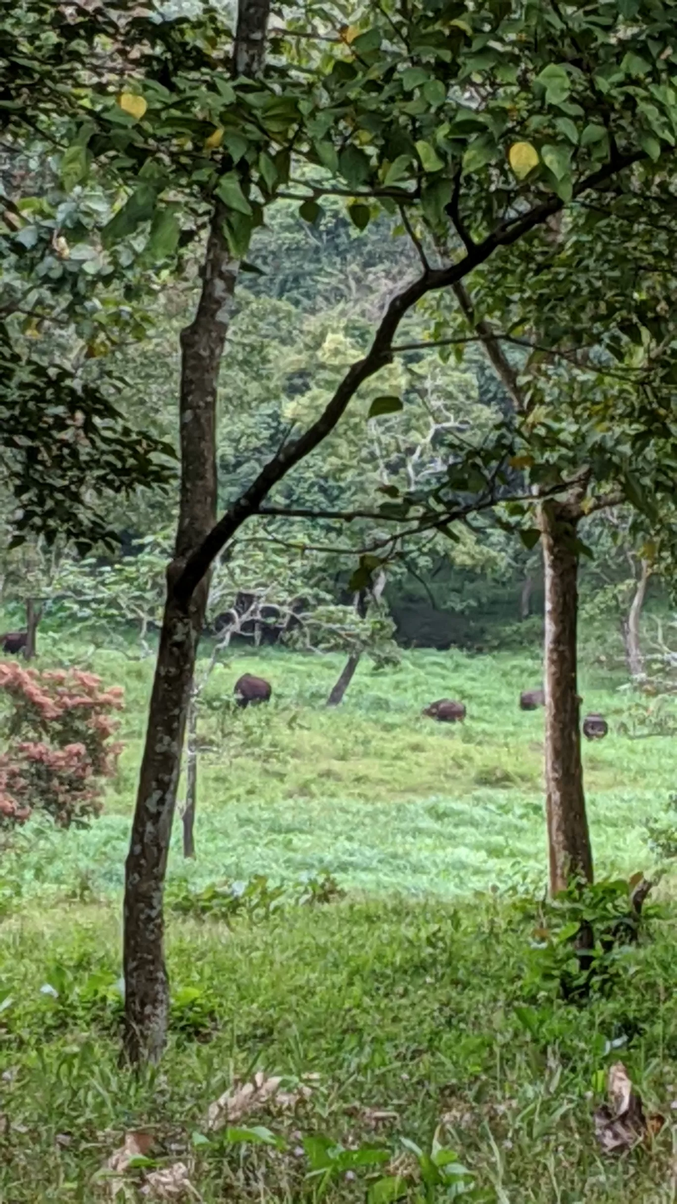 Photo of Parambikulam Tiger Reserve Private Tourism By Shathrugan K