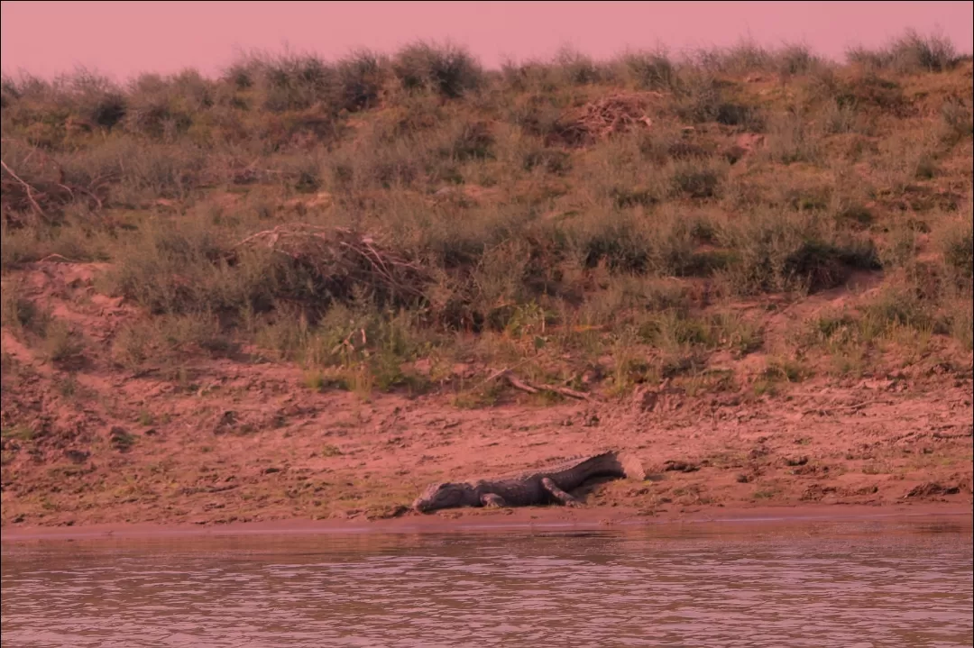 Photo of National Chambal Gharial Sanctuary Palighat Ranthambhore Sawai Madhopur By Vaishali Singh