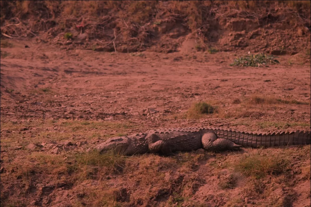 Photo of National Chambal Gharial Sanctuary Palighat Ranthambhore Sawai Madhopur By Vaishali Singh
