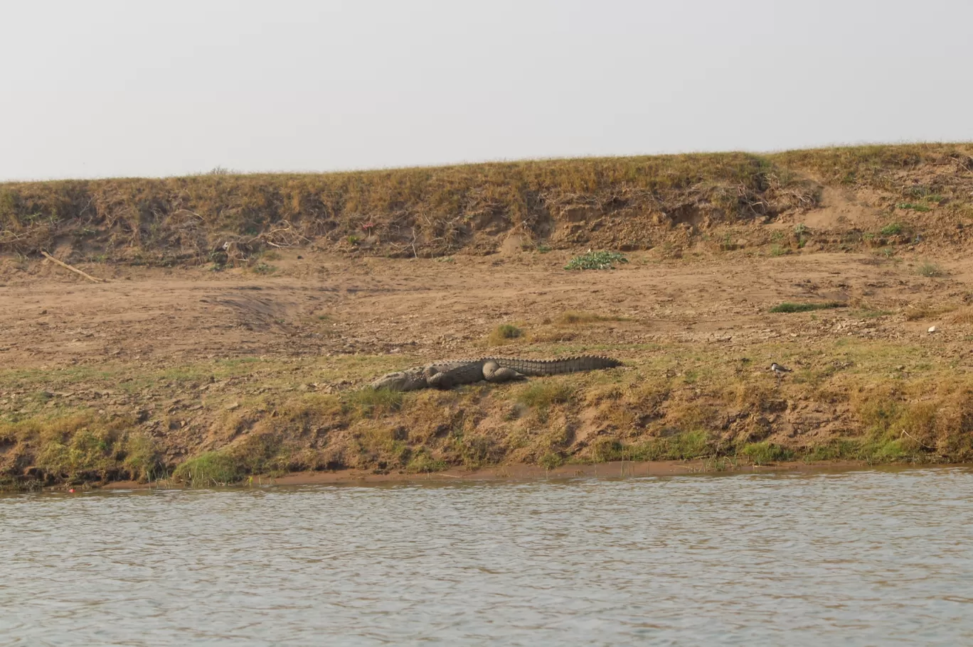 Photo of National Chambal Gharial Sanctuary Palighat Ranthambhore Sawai Madhopur By Vaishali Singh
