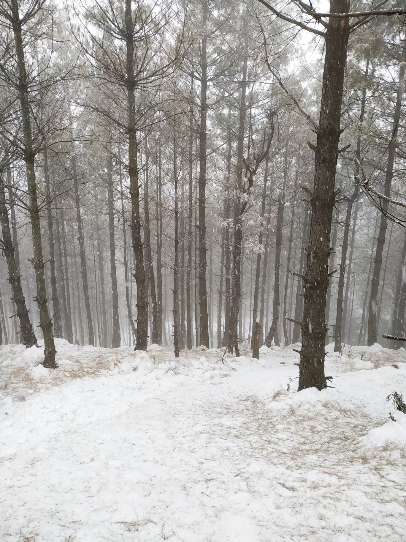 Photo of Patnitop By chinmay sharma