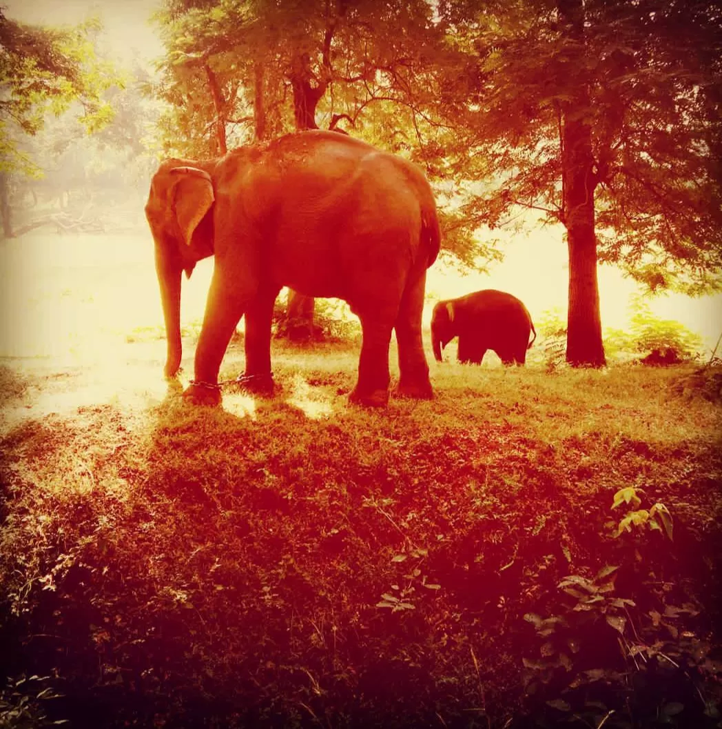 Photo of Betla National Park By Saket Saurav
