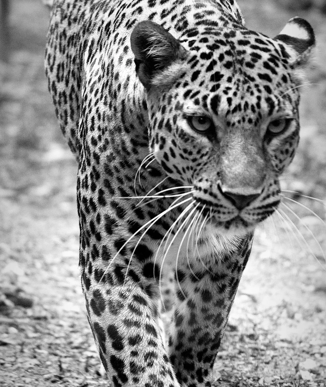Photo of Mysore By Mohit Aswal