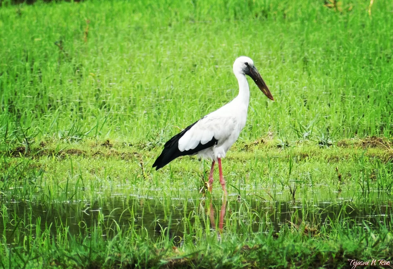 Photo of Ranganathittu Bird Sanctuary By Tejaswi N Rao