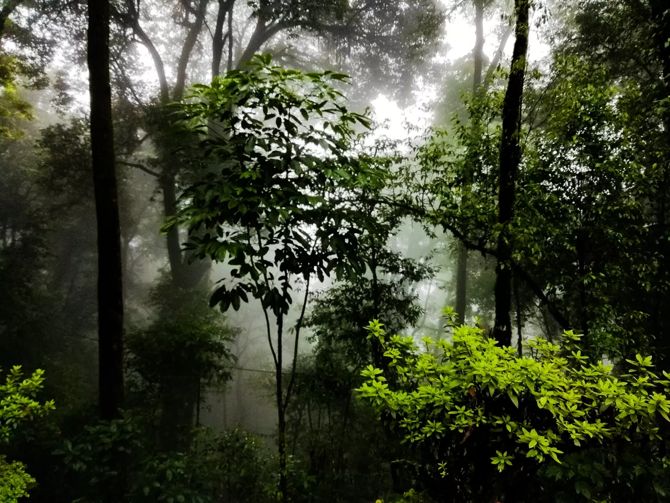 Photo of Darjeeling By Siddharth Singh