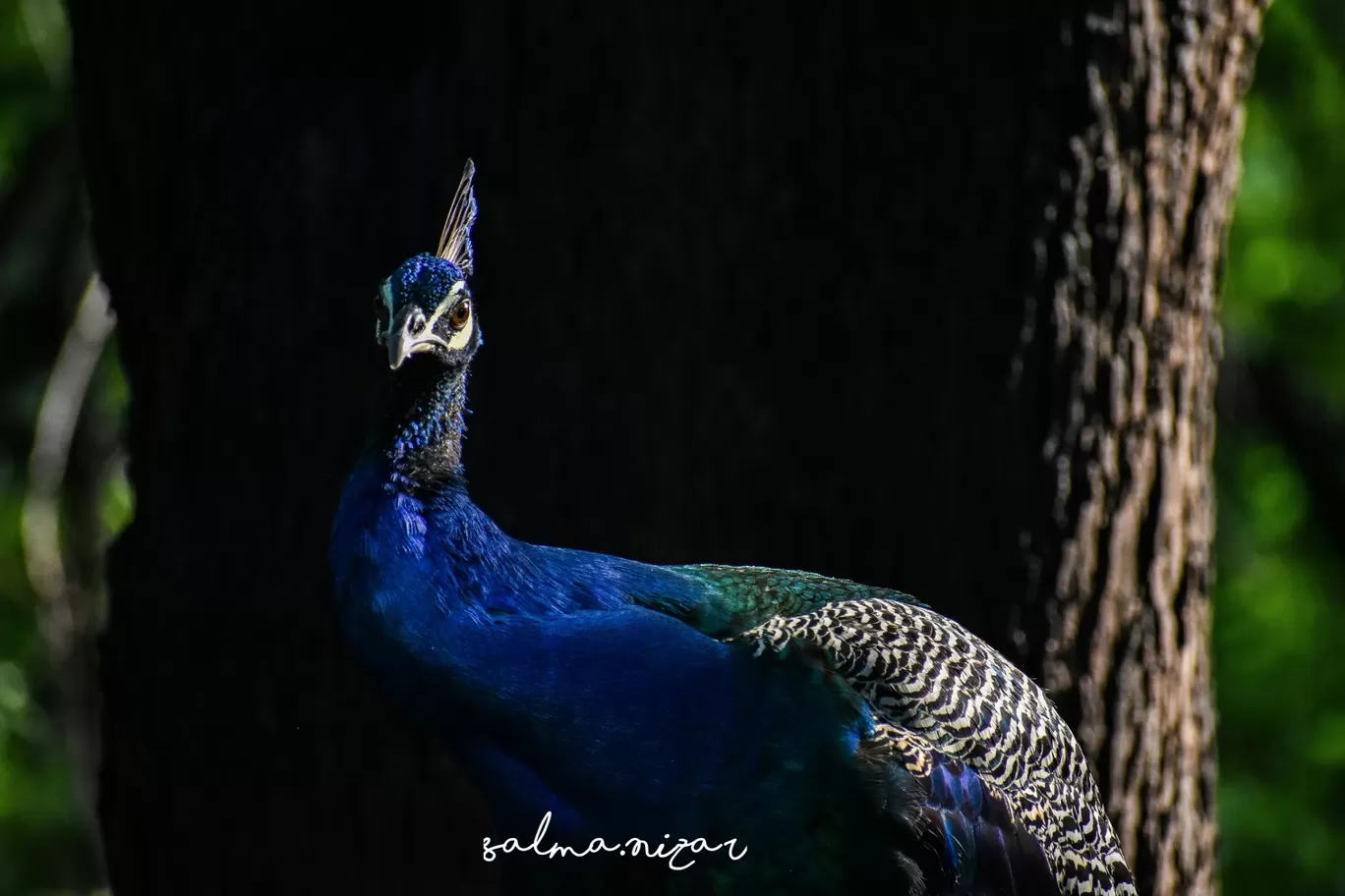 Photo of Gudalur Reserve Forest By Salma Nizar