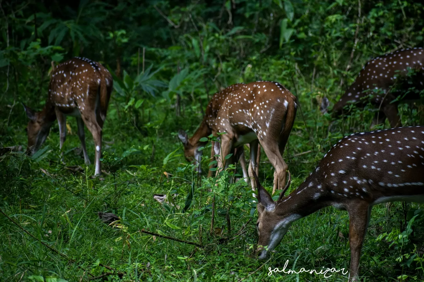 Photo of Gudalur Reserve Forest By Salma Nizar