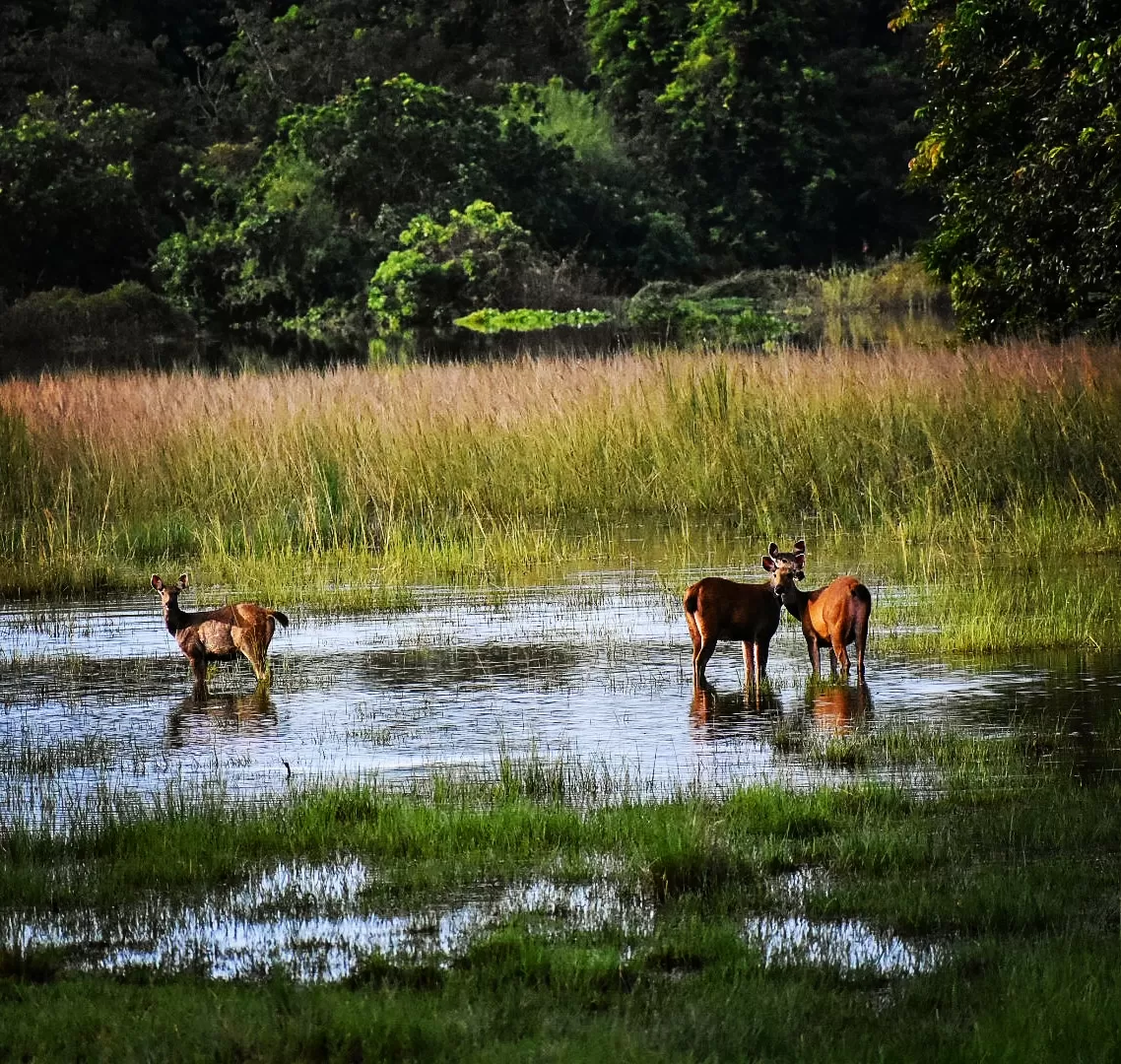 Photo of Assam By shubhra sareen