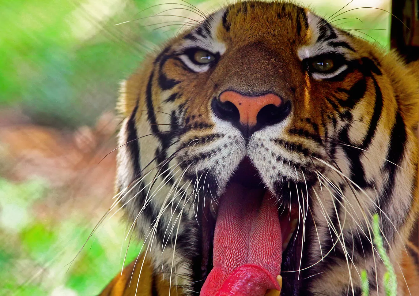 Photo of Vandalur Zoo By Vikar Jatz